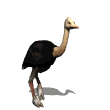 estruç imatges-animades-gif